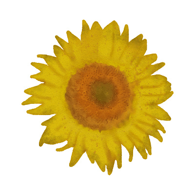 Sunflower sublimations design graphic design illustration vector