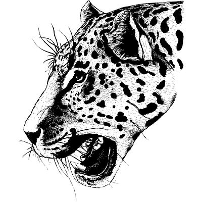 Leopard animal