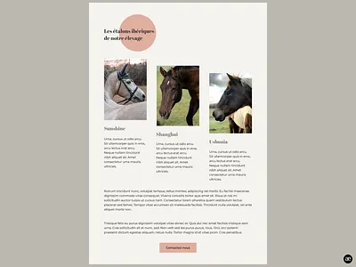 Horse breeding | Stallion section breeding design desktop design figma graphic design horse horse breeding horses html template layout design minimal modern design stallion stud farm ui web website website design wordpress design wordpress theme