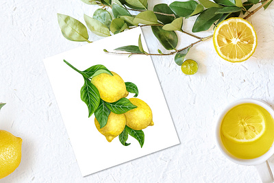 Lemon tree botanical illustration design food illustration gardening illustration lemon tree lemons plant illustration watercolor lemons