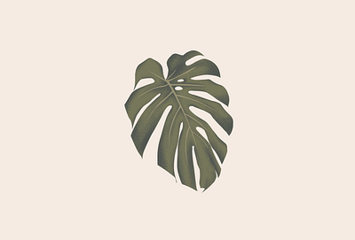 Monstera costela de adão flat flat design illustration monstera plant plant illustration