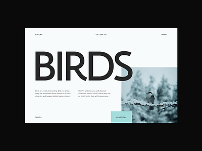 Natura - Nice Animals Photos birds blue design hero minimal nature ui uiux userexperience userinterface ux uxui webdesign