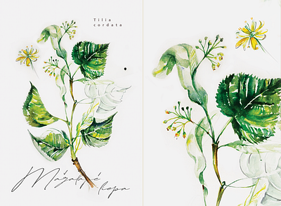 Linda aquerelle botanical drawing femine flower handmade illustartion linda lithuania nature natureplants tilia tiliacordata tree watercolors