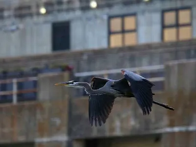 Versailles Missouri Lake Town - Ayub Ansary ayub ansary ayub bangladesh fish catcher flying bird lake town lake town natural nature photography versailles