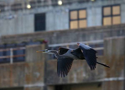 Versailles Missouri Lake Town - Ayub Ansary ayub ansary ayub bangladesh fish catcher flying bird lake town lake town natural nature photography versailles