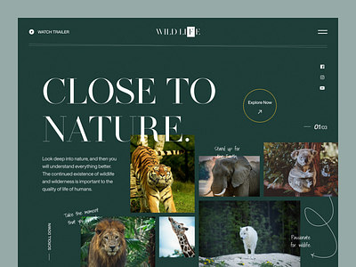 Wild Life - Landing Page UI animals animation branding header exploration hero homepage landing page najmul nature photography popular shot typography ui design ux visual design web design website website design wild animal wild life