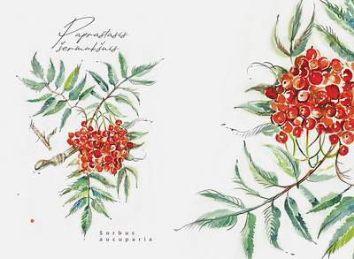 Rowan aquarelle artist botanic drawing ecology green handdrawn herbal herbalmedicine illustration lithuania nature nature art red rowan sorbusaucuparia tree watercolor watercolorart watercolorillustration