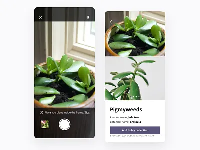 Plants Care app - Plant identification camera comparison crassula garden identification imagery ios mobile plants recognition shot tips ui ux