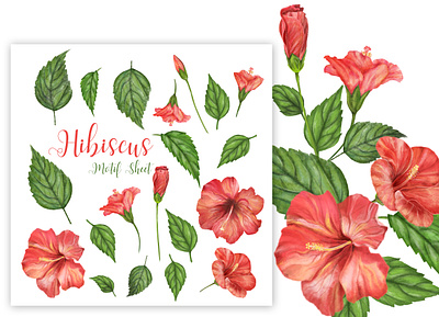 Hibiscus Illustration.. charater design flower illustraion nature objects patterns