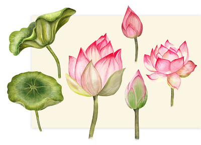 Lotus set.. design digital painting digitalart drawing flower freehand illustraion nature
