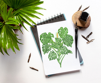 Monstera plant gardening houseplant illustraion monstera plant illustration plants watercolor