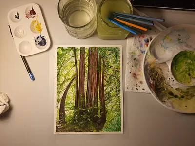 Big Basin Redwoods drawing watercolor