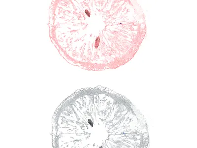 Stamping and Digital Manipulation digital digital art food art ink printing stamping