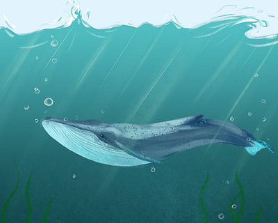 Whale life in the ocean adobe illustrator adobe photoshop decoration depth design illustration ocean ocean life oceanlife vector water whale whales