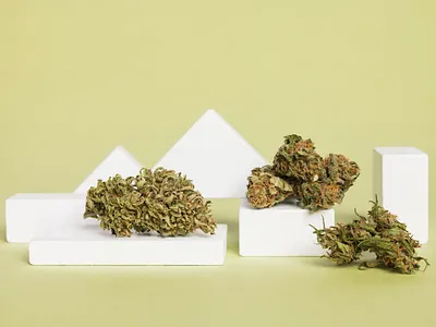 CBD Still Life Product Photography cannabis cannabis design cbd cbd packaging design drug hemp nature photography product photography shimejicreatives startup still life sustainability sustainable