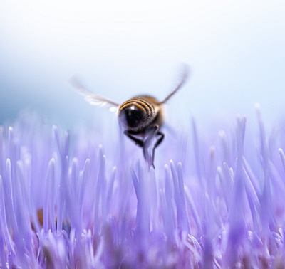 Flying Low bee closeup photography macro