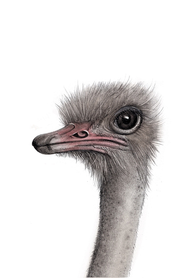 Cedric the Ostrich africa bird drawing graphite illustration nature ostrich safari wildlife