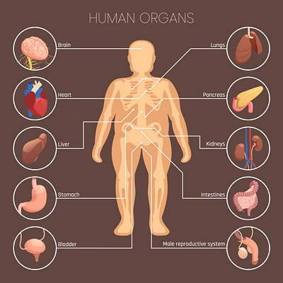 Human organs infographics healthcare human illustration isometric organs vector
