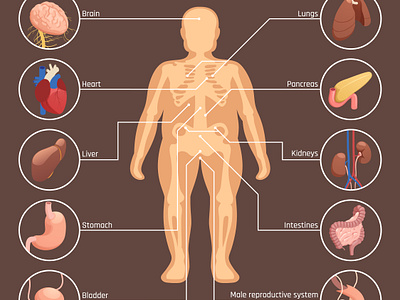 Human organs infographics healthcare human illustration isometric organs vector