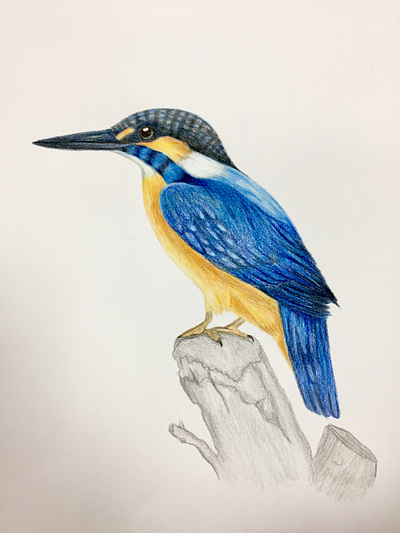 Blue Bird color contrast design drawing illustration pencil