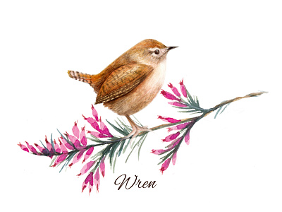 Watercolour Wildlife Bird Illustration Wren animal art animal illustration bird illustration birds garden nature ornithology painting spring watercolour illustration wildlife illustration