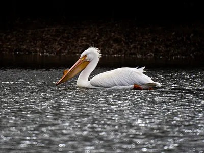 Pelican bird lake nature photography pelican water bird