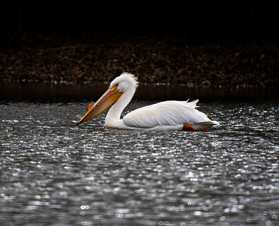 Pelican bird lake nature photography pelican water bird