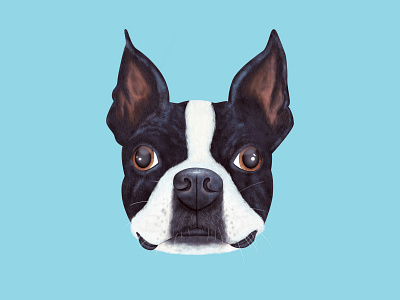 Rocco boston terrier digital illustration dog dog portrait illustration illustration art nashville nashvillemafia pet portrait photoshop photoshop art photoshop illustration texture textured textures true grit true grit texture supply