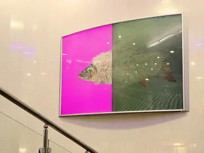 Collage fish art collage fish graphic design ideas