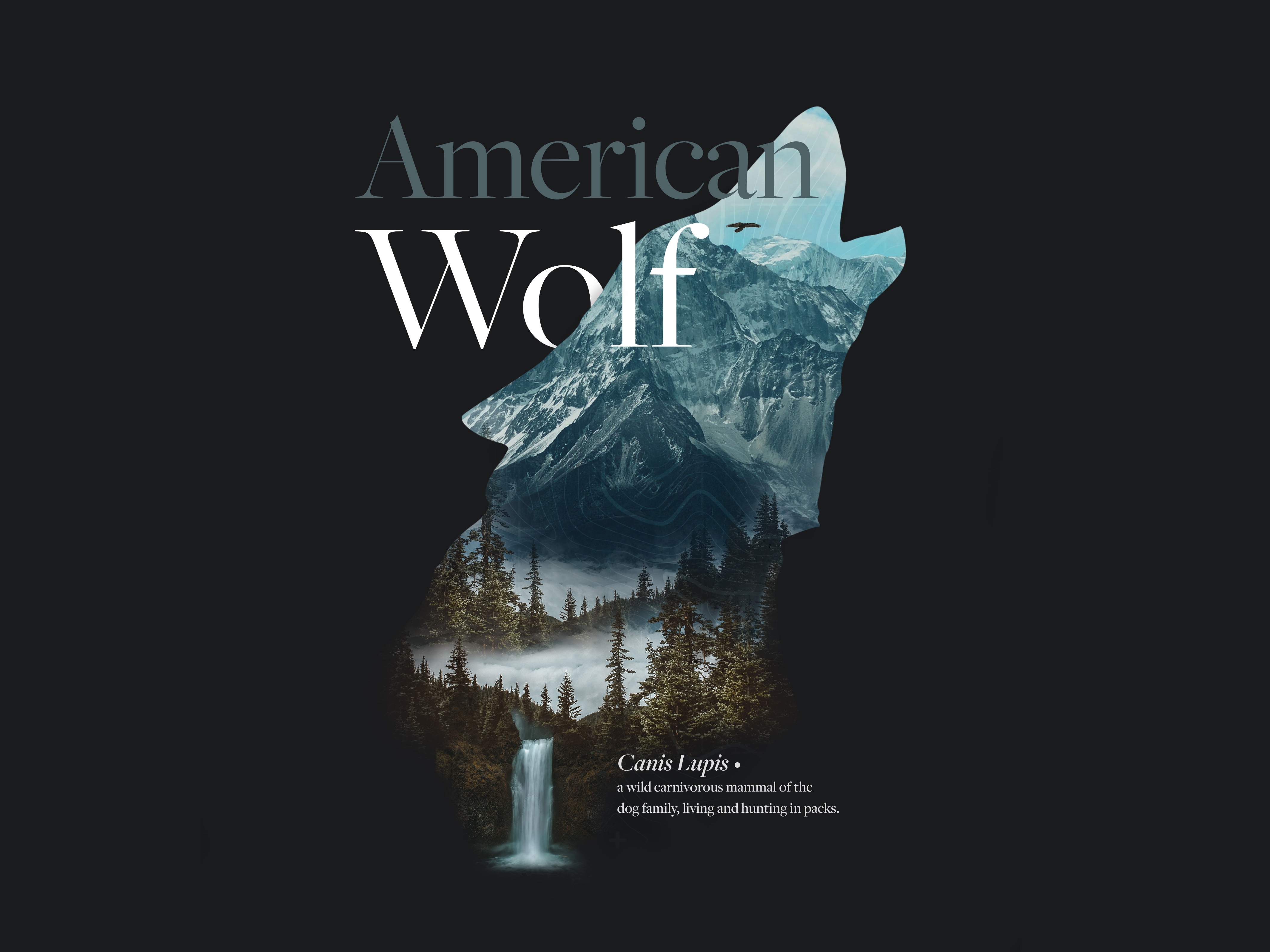 Example of Warmup – Wolf Collage