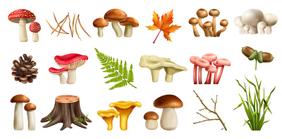 Mushrooms forest set forest illustration mushrooms realistic vector