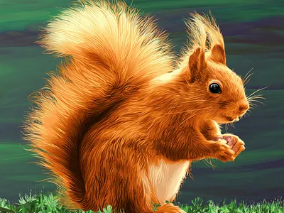 Squirrel painting a.taymour abdelrahman taymour animals art artwork drawing drawings illustration taymour vector art vector illustration