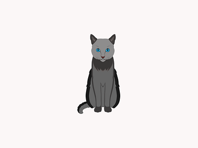 Grey cat cat cats design grey cat illustration pet pets vector