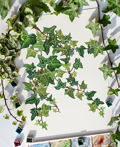 Ivy Plant. English Ivy gardening houseplant illustration ivy plant plant illustration watercolor