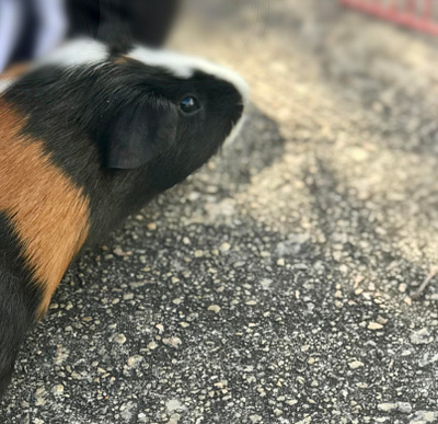 Piggy Against the World animals camera concrete guineapigs outdoor outside pavement photo photographer piggy sidewalk