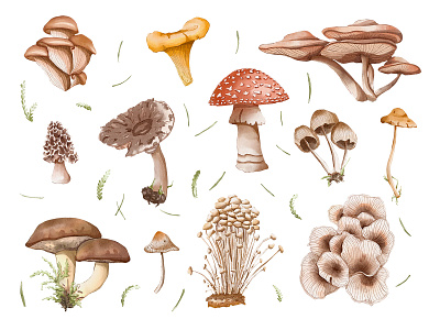 Mushrooms watercolour illustration & seamless pattern chanterelle design digital watercolor enoki fly agaric food food illustration fungi hand drawn illustration magazine morel mushroom mycena oyster procreate seamless pattern shaggy parasol shields watercolor