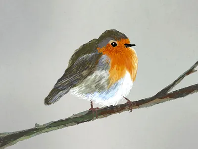 Oiseau - Rouge gorge birds concept digital painting draw illustration oiseau photoshop rouge gorge