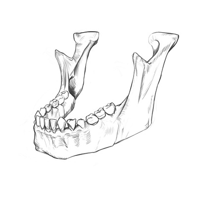 Mandible. anatomy anatomy drawing design digital drawing drawing illustration minimal rodriguez ars sketch