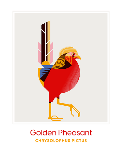 golden pheasant animal bird character design eye feather fly geometric illustration red texture vector