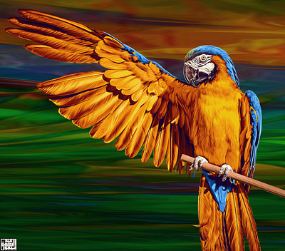 Macaw - Digital Painting abdelrahman taymour art artwork colorful drawing illustration painting taymour عبدالرحمن تيمور