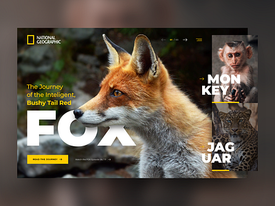 NG Parallax Effect animal animals branding experience flat design geographic geography minimal national day national geographic national park parallax parallax website trending ui ux uiux website