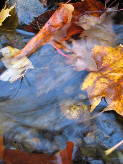 A leef leaf
