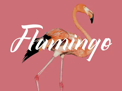 Flamingo - Qistty Display Font branding design flamingo font font awesome font design font family fonts illustration logo peach pink pink logo procreate rose sakura typography