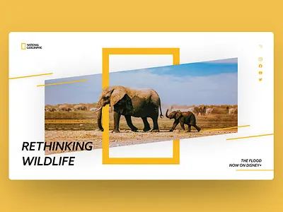 National Geographic Landing Page animal design elephant figma figmadesign graphic design natgeo national geographic webdesign website website concept wildlife