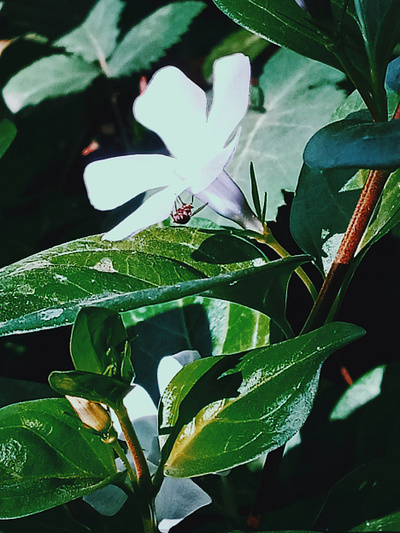 im4 image editing images web