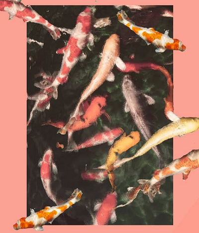 The fishes are escaping, Adobe Photoshop. adobe fish photoshop