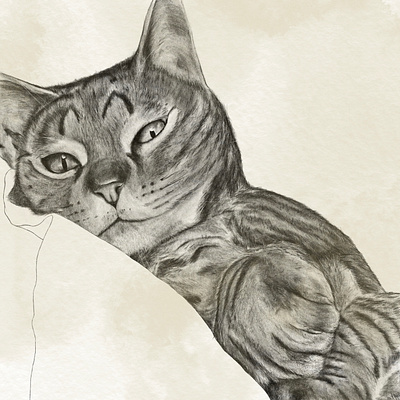 Feline illustration