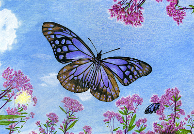 Looking up at a butterfly butterflies butterfly coloredpencil flowers fourwindsgraphics hand drawn illustration nature nature illustration peggy hellem pink flowers