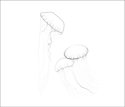 jely fish art artist artwork color line art continuous line continuous line art graphic design illustrator design jely fish art minimalist artwork minimalist line art one line art one line drawing sea fish art