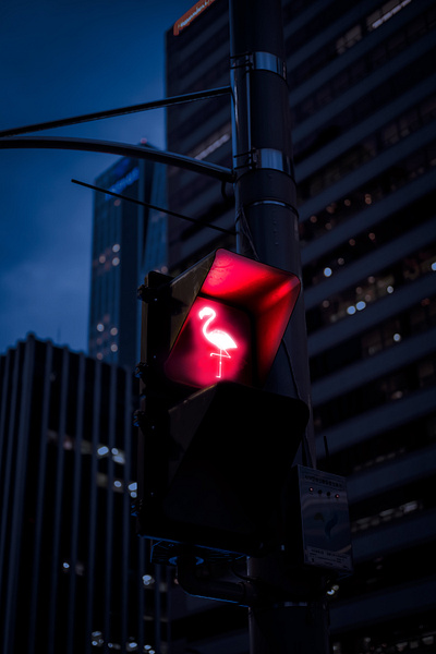 traffic light crosswalk flamingos photoshop traffic sign